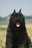 BOUVIER DES FLANDRES 518